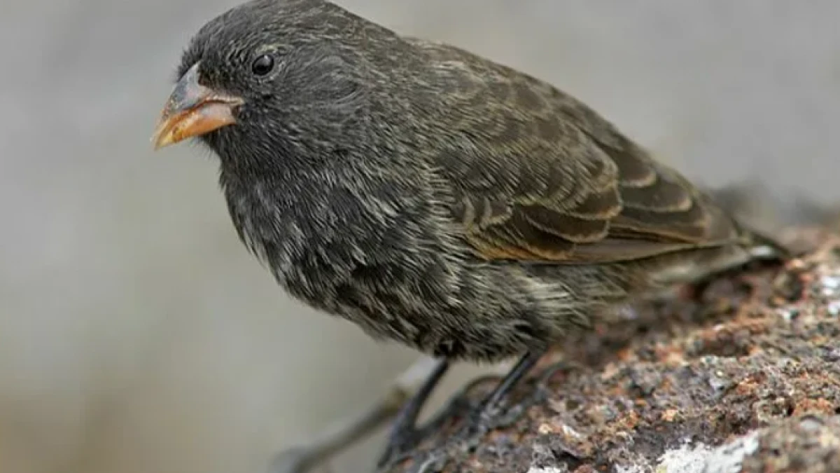 Галапагосские вьюрки дивергенция. Дарвиновы вьюрки. Галапагосские вьюрки. Geospiza magnirostris. Вьюрки отзывы.
