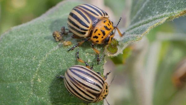 Российские ученые создали биопрепарат для защиты от тли и колорадского жука