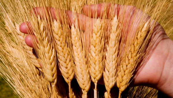 Синтетические микробы безопасно уничтожают сорняки и стимулируют рост пшеницы