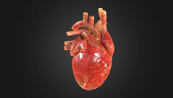 В Австралии нашли метод лечения аномального сердцебиения стволовыми клетками