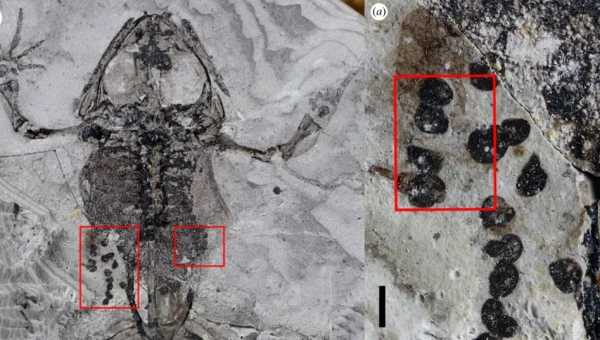 В Китае обнаружена окаменелая лягушка, возрастом более 100 миллионов лет