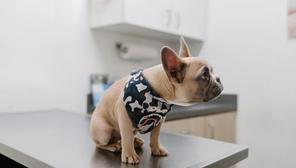 FVS: Ветеринары научились выявлять у собак онкологию, с помощью теста для мочи