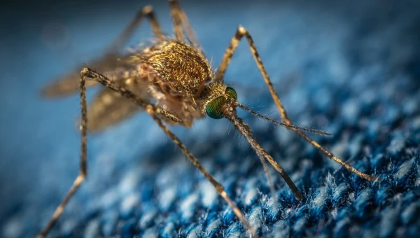 Ученые из Японии нашли эффективное и безопасное средство от комаров
