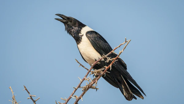 Нидерландские орнитологи обнаружили, что птицы стали защищать гнезда металлом