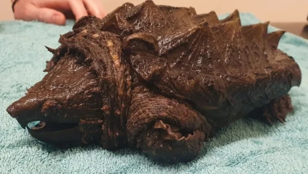 В Британии обнаружена черепаха-аллигатор, уничтожающая дикую природу