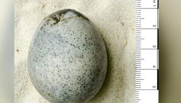 Археологи Оксфорда нашли неповрежденное римское яйцо, отложенное 1700 лет назад