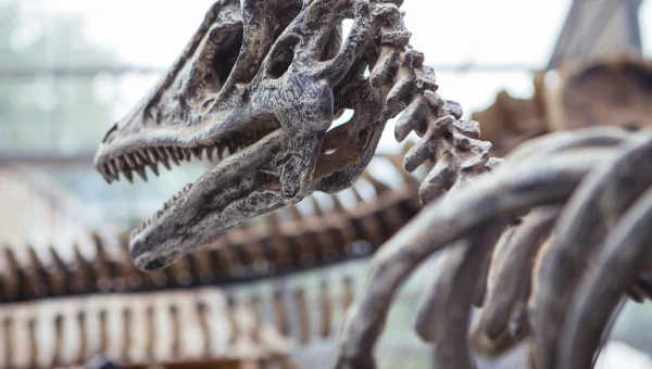 Международные палеонтологи нашли ключ к разгадке гибели динозавров