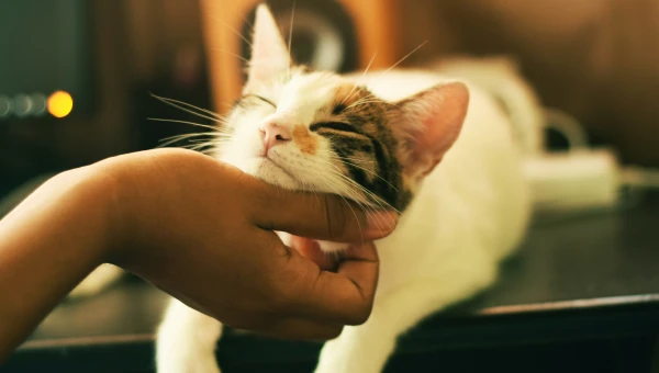 Scientific Reports: Кошки имеют способность «манипулировать» своими хозяевами