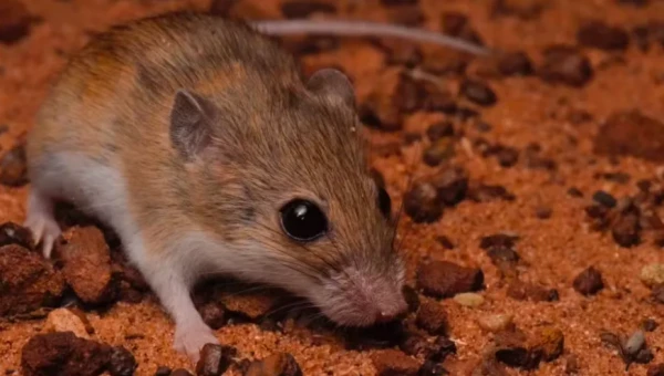 Molecular Ecology: В Австралии обнаружили новые местные виды мышей