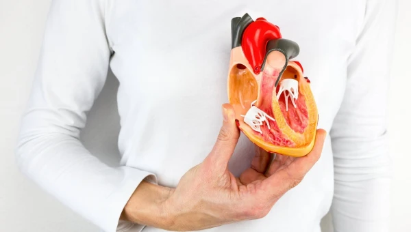 Живые срезы сердечной мышцы могут помочь улучшить функцию сердца