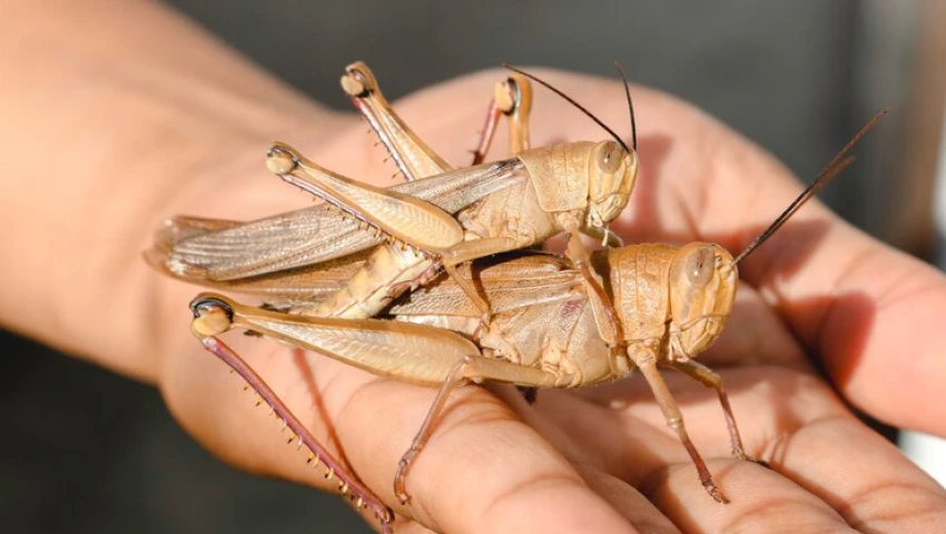 Диетолог Парецкая рассказала о пользе насекомых при их употреблении