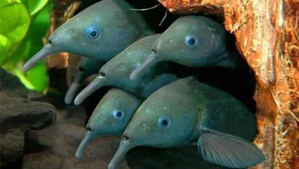 Nature: Рыбы могут чувствовать сородичей, используя электрическое поле