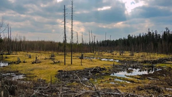 В России выявлены особенности болот, которые влияют на климат