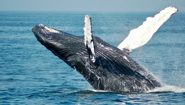 RSOS: Хвосты горбатых китов оказались уникальны, как отпечатки пальцев людей