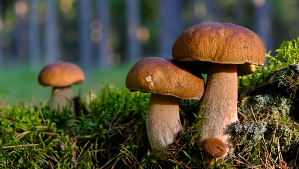 Fox News: Диетолог Лидон посоветовала есть грибы для укрепления иммунитета