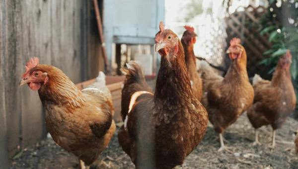 Agronet: В куриных яйцах найдены добавки для повышения содержания омеги-3