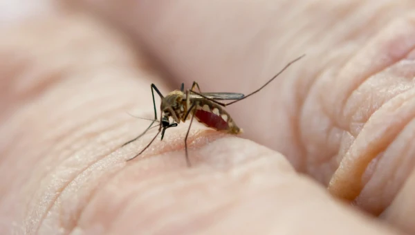 В Австралии объяснили, почему некоторые люди становятся магнитами для комаров
