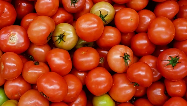 Малышева назвала томаты с чесноком лучшим сочетанием для здоровья