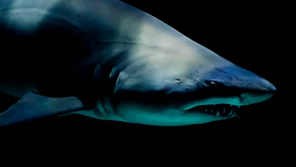 The Times: Биолог Джонсон заснял нападение акулы на 10-метрового кита