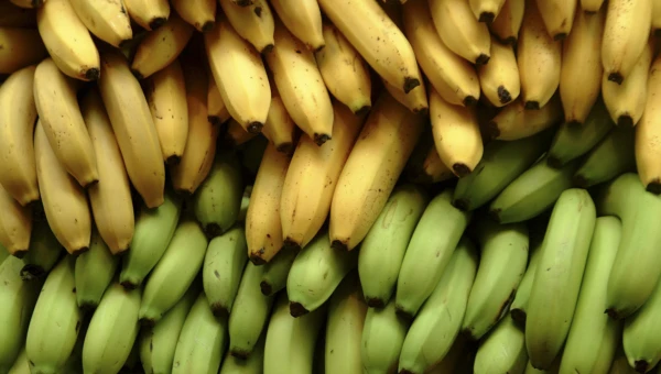 Диетолог Баррел: Зелёные бананы полезнее для здоровья кишечника, чем переспелые