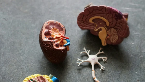 Science Bulletin: Назальные капли помогут в лечении воспаления головного мозга