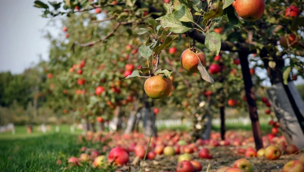 Биолог Татаренко назвала главный признак здоровых плодовых деревьев
