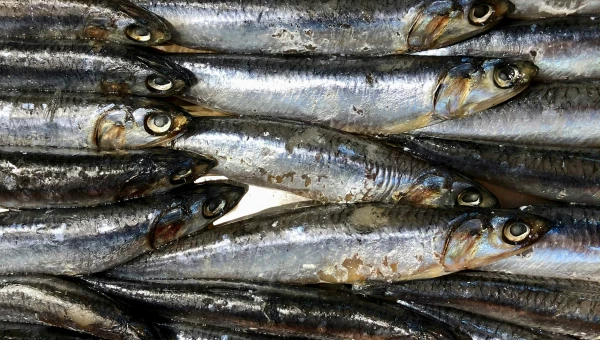 Доктор Павлова: Мелкая морская рыба лучше мяса из-за витаминов и кальция