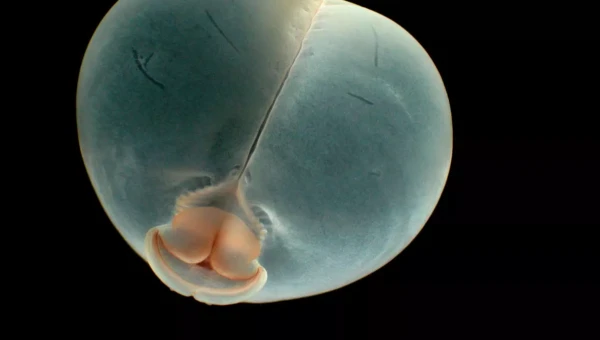 Live Science: Глубоководный червь «таинственная капля» эволюционирует