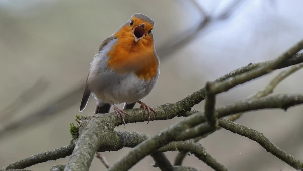 Nature Neuroscience: Птицы преодолели повреждение мозга и снова начали петь