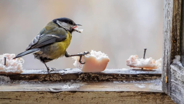 Environmental Psychology: Наблюдение за птицами может помочь уменьшить стресс