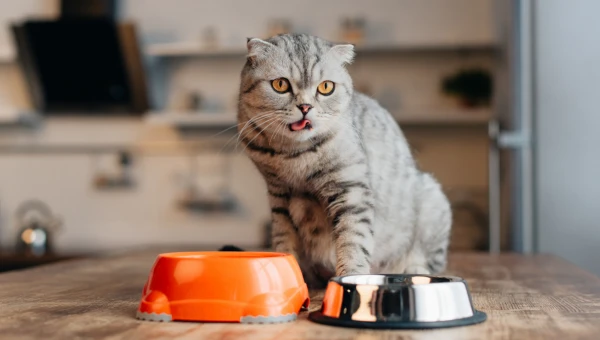 Ветеринар Кинг: Определённые добавки в консервах для кошек могут вызвать рак