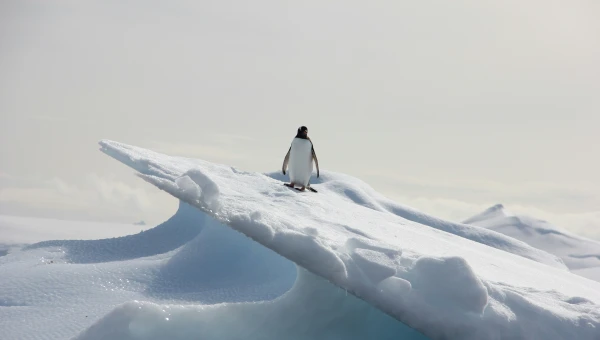 Антарктические воды на большой глубине имеют положительную температуру