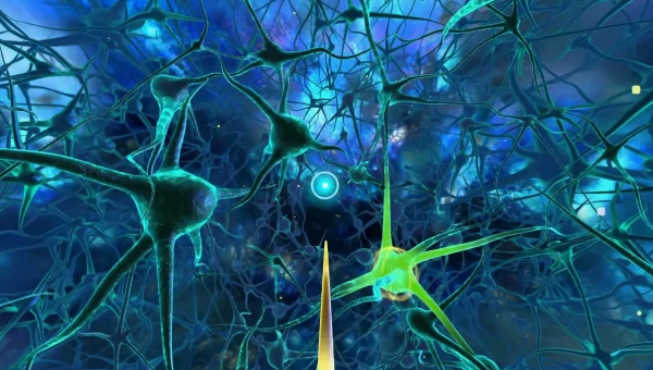PNAS: Нервы побуждают мышцы вырабатывать факторы, улучшающие здоровье мозга