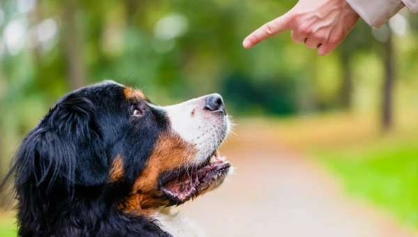 Animal Cognition: Выявлено, как собаки прогнозируют действия людей