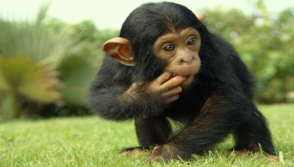 «ТАСС»: Шимпанзе сохраняют способность учиться во взрослом возрасте