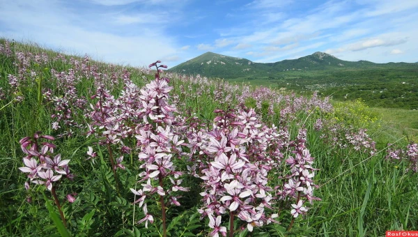 Биолог Литвинская: Ясенец Кавказский при цветении вызывает сильные ожоги