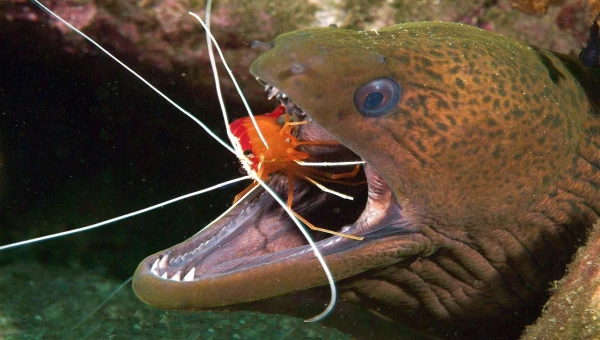 РИА Новости: Ученый Кода предположил, что у рыбы-чистильщика есть самосознание