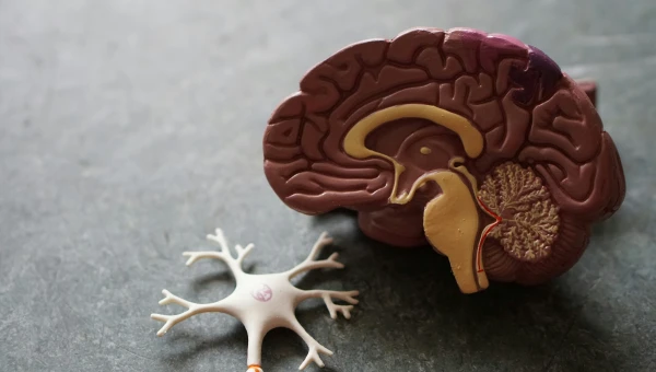 The BMJ: Прогестогены повышают риск онкологии мозга