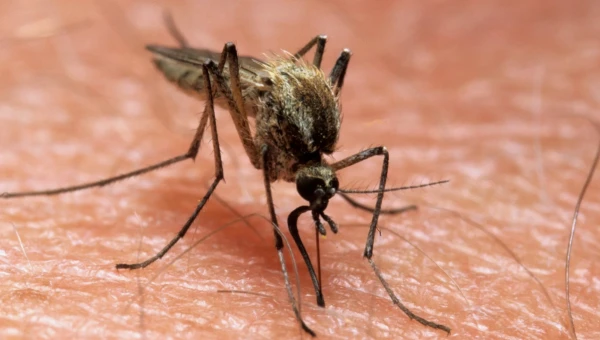 Science: Изменение климата повлияет на распространение малярии