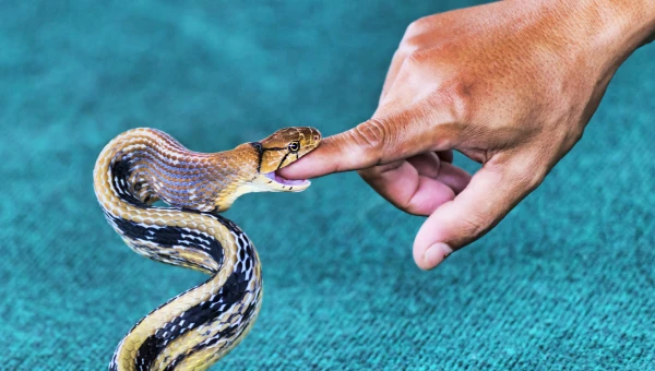 PNAS: Вареспладиб сдерживает некроз, вызванный укусом змеи