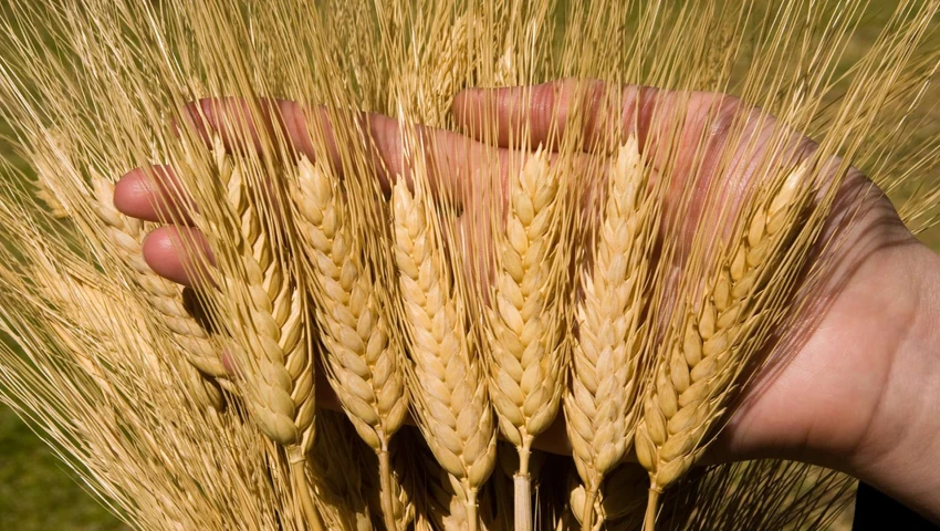 Биржевые цены на пшеницу прибавили более 3%