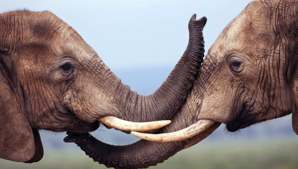 ComBio: Слоны используют жесты и голосовые сигналы для приветствия друг друга