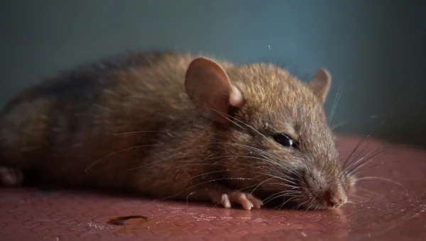 Medical Virology: Вирус гепатита Е впервые обнаружен у городских крыс в Корее