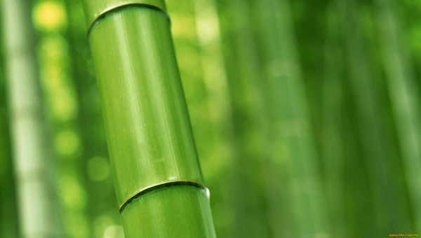 Research: Разработан огнестойкий и дымонепроницаемый прозрачный бамбук