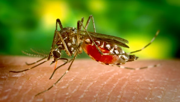 Раскрыта тайна, почему последующие приступы денге хуже, чем первое заражение