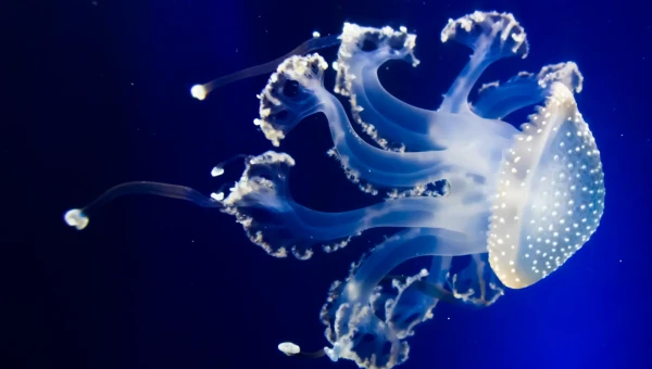 Science Advances: Выявлено влияние медуз на робототехнику