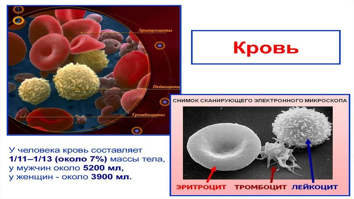 Белые кровяные тельца уровень организации