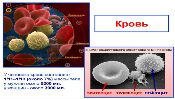Гематолог Кузнецов рассказал, почему могут быть повышены или понижены лейкоциты