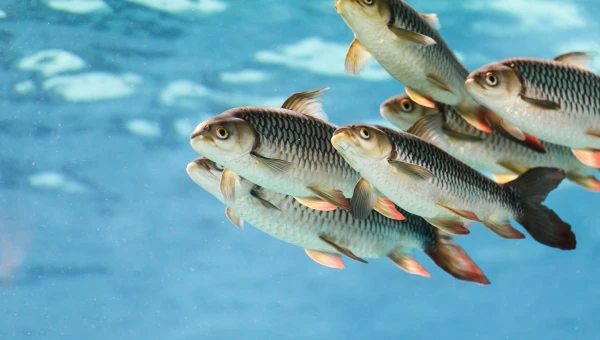 Experimental Biology: Глаза африканских рыб стали больше из-за мутной воды