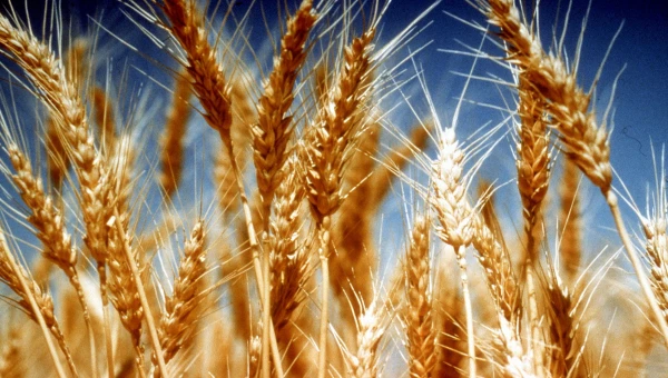 CurBio: Транскрипционный фактор ALOG1 может обеспечить высокие урожаи пшеницы